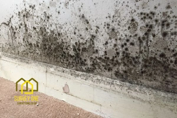 What’s the First Step to Take When You Notice Damp on a Party Wall Wolverhampton?